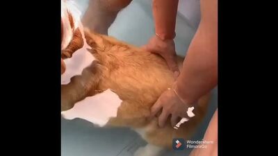 Попа корги