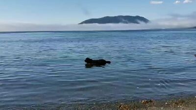 Аляска. Жизнь на острове-4 / Alaska. Life on the island-4